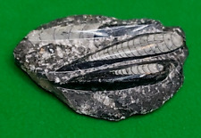 Orthoceras fossil specimen for sale  DUNSTABLE