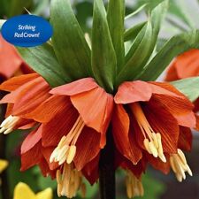 Fritillaria red baron. for sale  UK