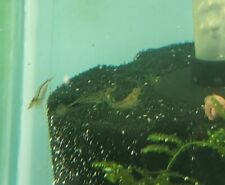 Mixed freshwater neocaridina for sale  West Islip