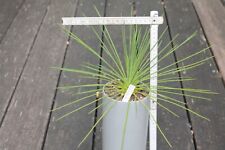 Yucca queretaroensis MEGA RAR usato  Spedire a Italy