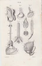 1853 tavola anatomica usato  Napoli