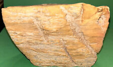 Texas petrified wood. for sale  Laneville