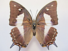 Entomology Nymphalidae Polyura Writer Malayica F. Borneo Kalimantan for sale  Shipping to South Africa