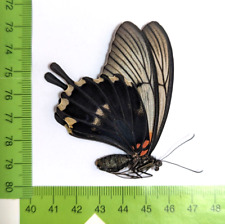 Papilio lowi non usato  Brugherio