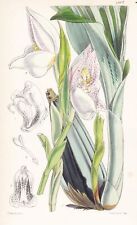Anguloa uniflora colombie d'occasion  Expédié en France