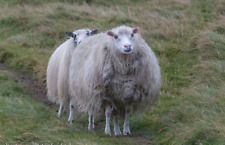 Gardening sheep wool for sale  ENNISKILLEN