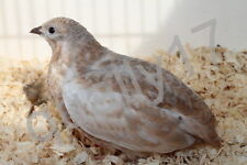 48 Chinese painted quail Hatching eggs new American bloodline Different Colours, used for sale  LEIGH