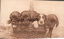1920 spaniel pups for sale  PRESTON