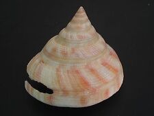 Collector Fave...PLEUROTOMARIA HIRASEI w/o~59mm~Taiwan SEASHELL, used for sale  Shipping to South Africa
