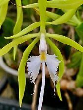 Epidendrum specie green usato  Spedire a Italy