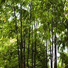 Black bamboo phyllostachys for sale  UK