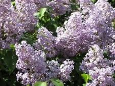 Old fashioned lilac for sale  Center
