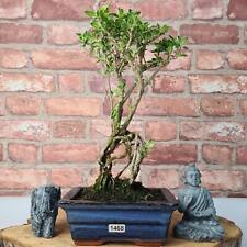 Snow rose bonsai for sale  LEEDS