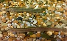 Weather loach cold for sale  UK