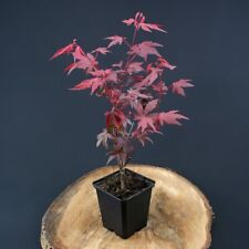 Acero rosso giapponese "Acer palmatum Fireglow" pianta innestata in vaso ø9 cm usato  Valmacca