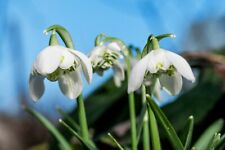 10x double snowdrop for sale  CRAWLEY