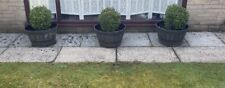 Evergreen topiary buxus for sale  WIGAN