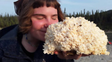 Lion mane mushroom d'occasion  Expédié en Belgium
