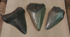 3 Fossil Megalodon era shark teeth in the 1 and 1/2 to 2 inch range for sale  Shipping to South Africa