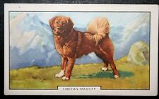 Tibetan mastiff vintage for sale  DERBY