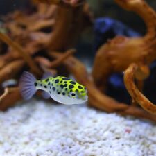 Green spotted puffer for sale  HAYWARDS HEATH