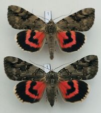 Erebidae - Catocala electa - Rosy Underwing - pair #1, used for sale  Shipping to South Africa