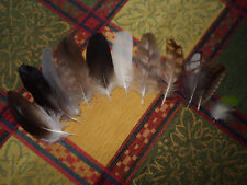 Used, Eagle, raven, heron, buzzard, owl, woodcock Feathers total 11 for sale  Shipping to South Africa