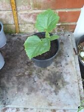 cucumber plants for sale  SOUTHAMPTON