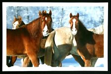 Pferde postkarte korsch gebraucht kaufen  Langen