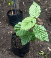 Hornbeam saplings years for sale  KIRKBY STEPHEN