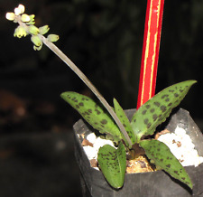 Drimiopsis sp. umfolozi for sale  Los Angeles