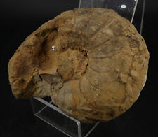 Nautile fossile identifier d'occasion  Marcq-en-Barœul