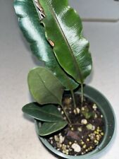 Elaphoglossum metallicum4 inch for sale  Eustis