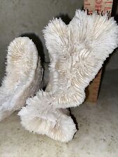 natural decor coral real for sale  Cheshire
