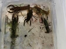 Live crayfish red for sale  Gainesville