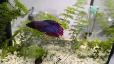 Large veiltail red for sale  ELY