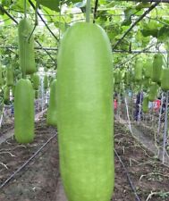 bottle gourd for sale  El Monte