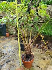 Cyathea cooperi large for sale  NORWICH