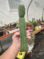 myrtillocactus for sale myrtillocactus for sale Shipping to South Africa