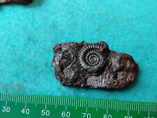 Pyrite ammonite multi for sale  WEST BROMWICH