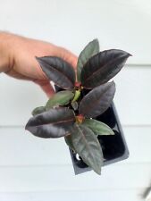 Ficus ruby houseplant for sale  Canandaigua