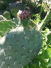 opuntia for sale  Shipping to South Africa