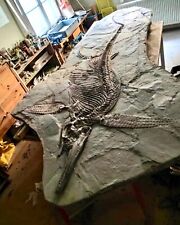 Large ichthyosaur dinosaur for sale  La Jolla