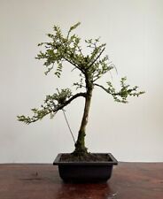 Honey suckle bonsai for sale  LEEDS