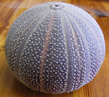 Natural sea urchin for sale  Roberta