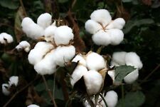 Upland cotton seeds for sale  WALLASEY