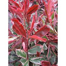 Photinia fraseri pink for sale  CREWE