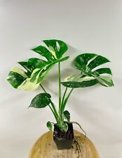 Large monstera thai for sale  Panama City Beach