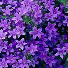 Campanula plug plants for sale  LONDON