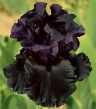 Night long iris for sale  Summerville